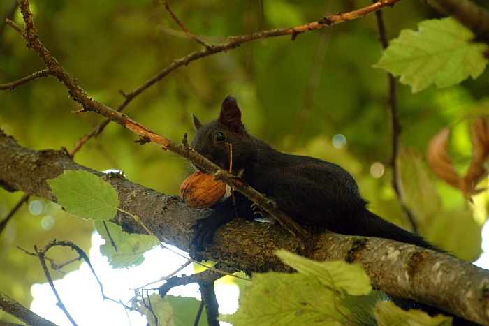 scoiattolo controluce:consigli